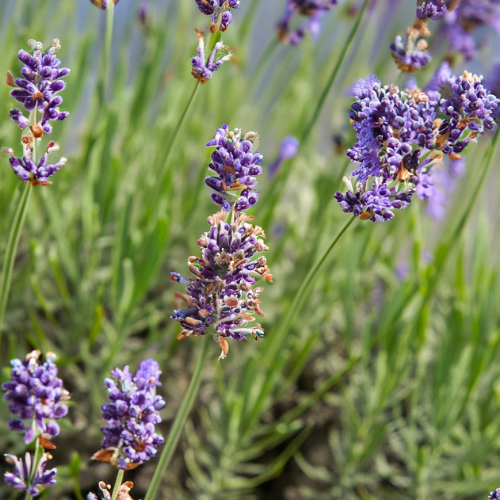 Lavendel