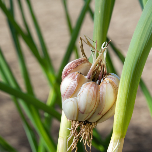 Schwarzer Knoblauch